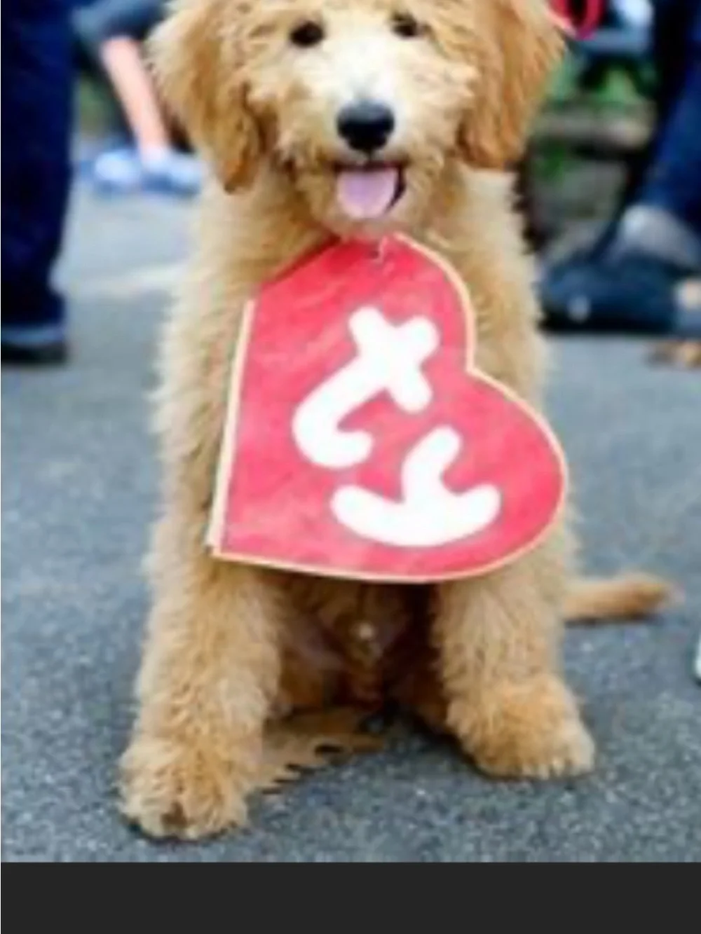 TY Beanie Baby Dog Costume-Felt Red Heart Tag Plush Pet Accessory